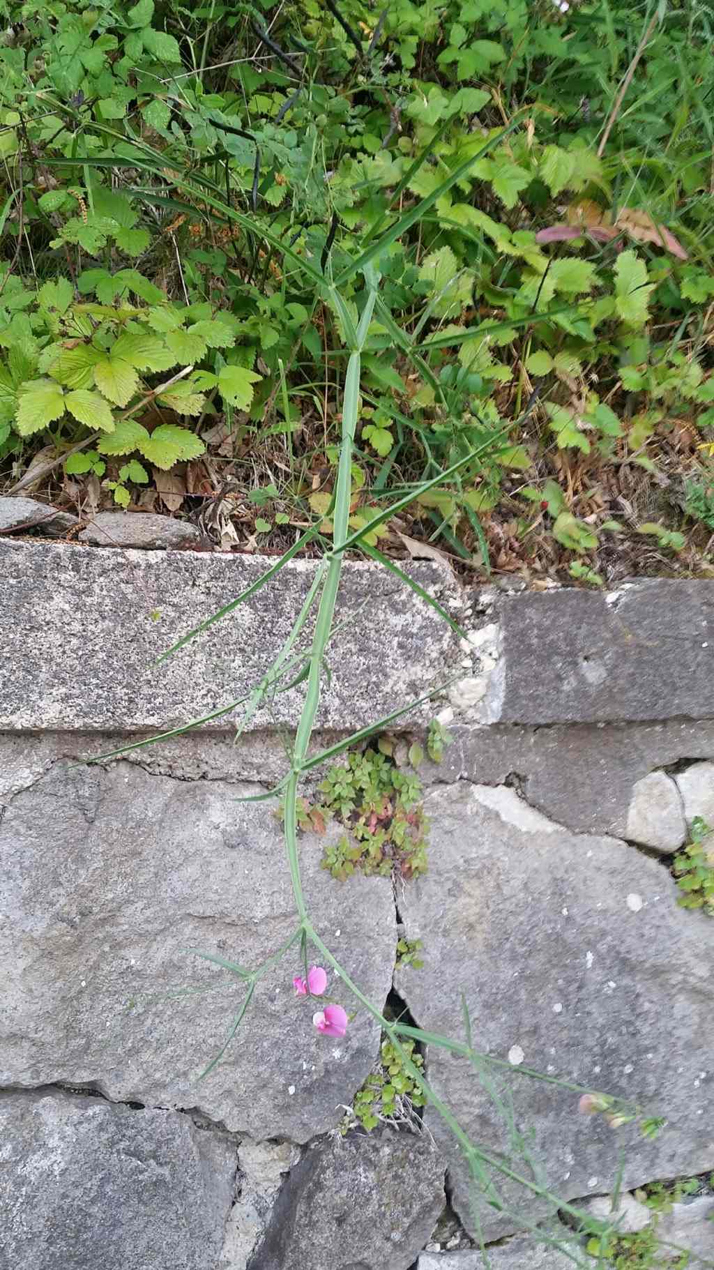 Baccelli di Lathyrus?